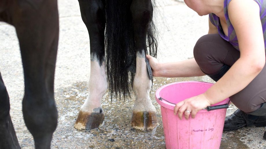 What is antibacterial horse shampoo?